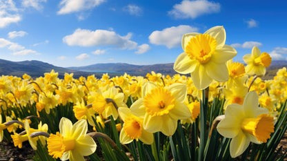 Daffodil Fields - Aroma Oils-Liquid Scents-Burner Oils