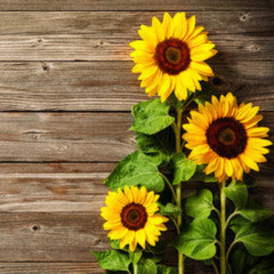 Sunflower Sandalwood Odor Eliminating Room and Linen Spray 4oz